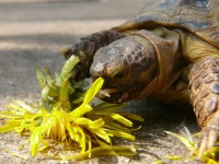 /album/tortellini/torti-20-jpg/